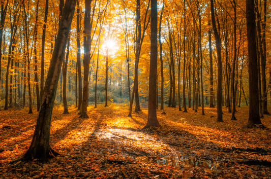 Herbstliche Wohninspirationen – So zauberst du dir eine gemütliche Oase